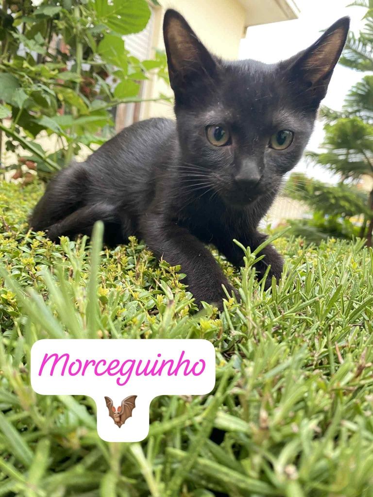 Bebecas Querem Papás!