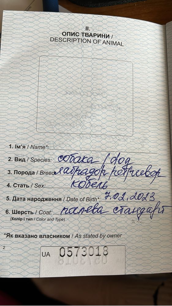 Лабоадор ретривер для вязки