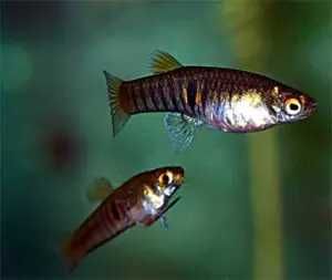 Drobnotka Nadobna Neoheterandria elegans miniaturowa rybka