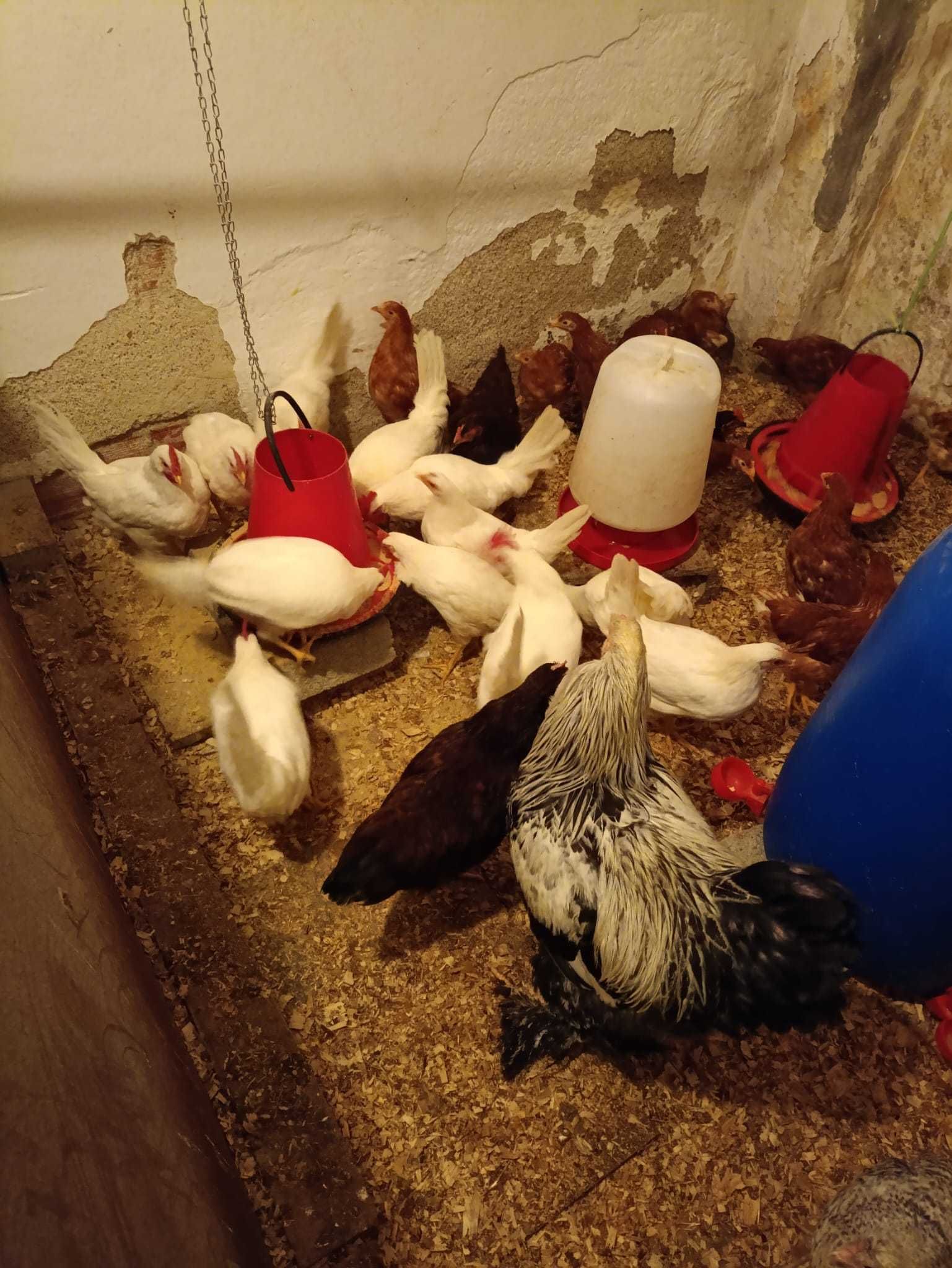 Galos  Leghorn  brancos.
