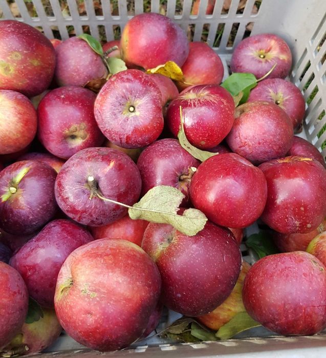 Sprzedam Jabłka z przydomowego ogrodu