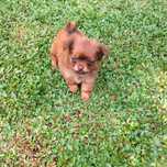 Chihuahua xx macho