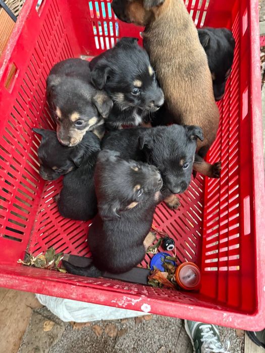 Щенята,(чорні, маленькі) мама є на фото