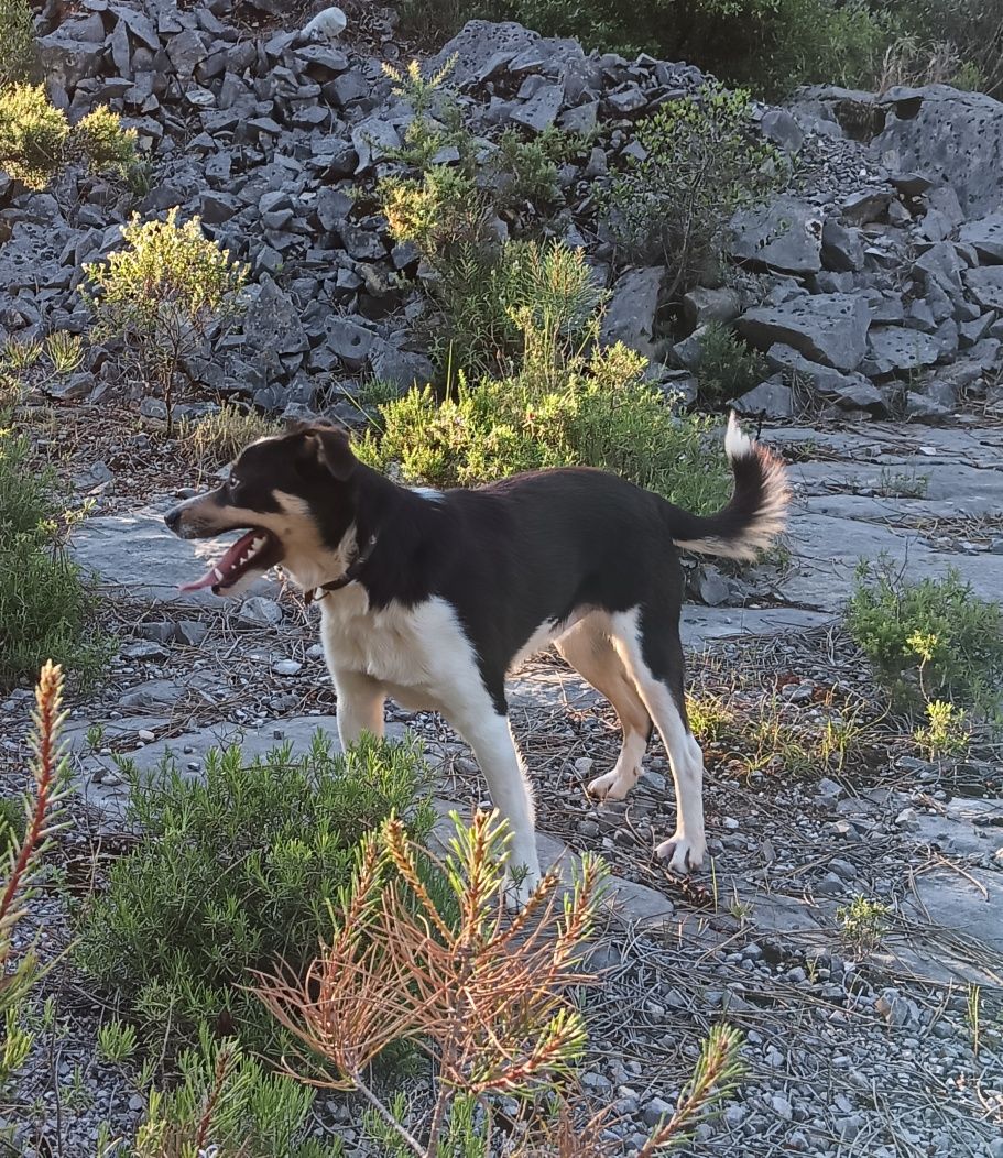 Cão macho preto e entusiasmado