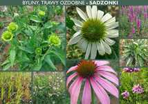 Trawy ozdobne, byliny, kwiaty - sadzonki - Kłobuck