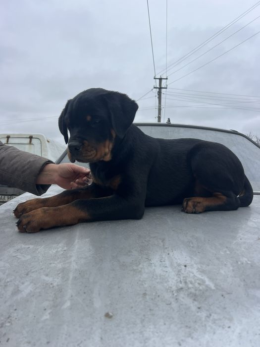 Чудові хлоп'ята-ротики