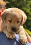 Labrador retriever piesek żółty HOLLYWOOD hodowla ZKwP FCI