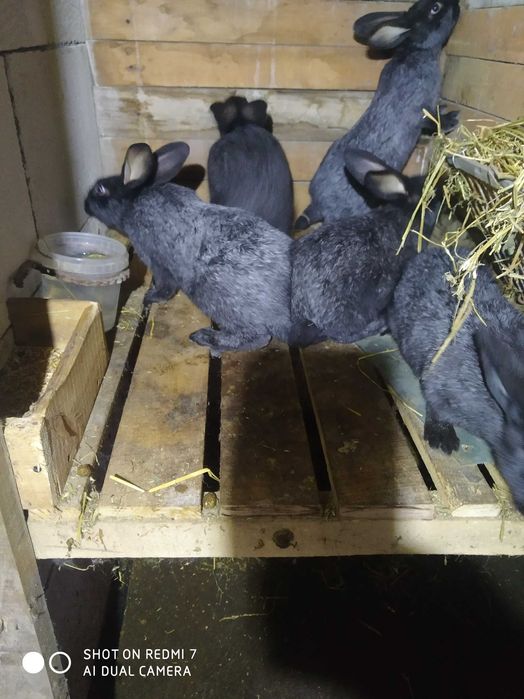 Продам кролі полтавське срібло