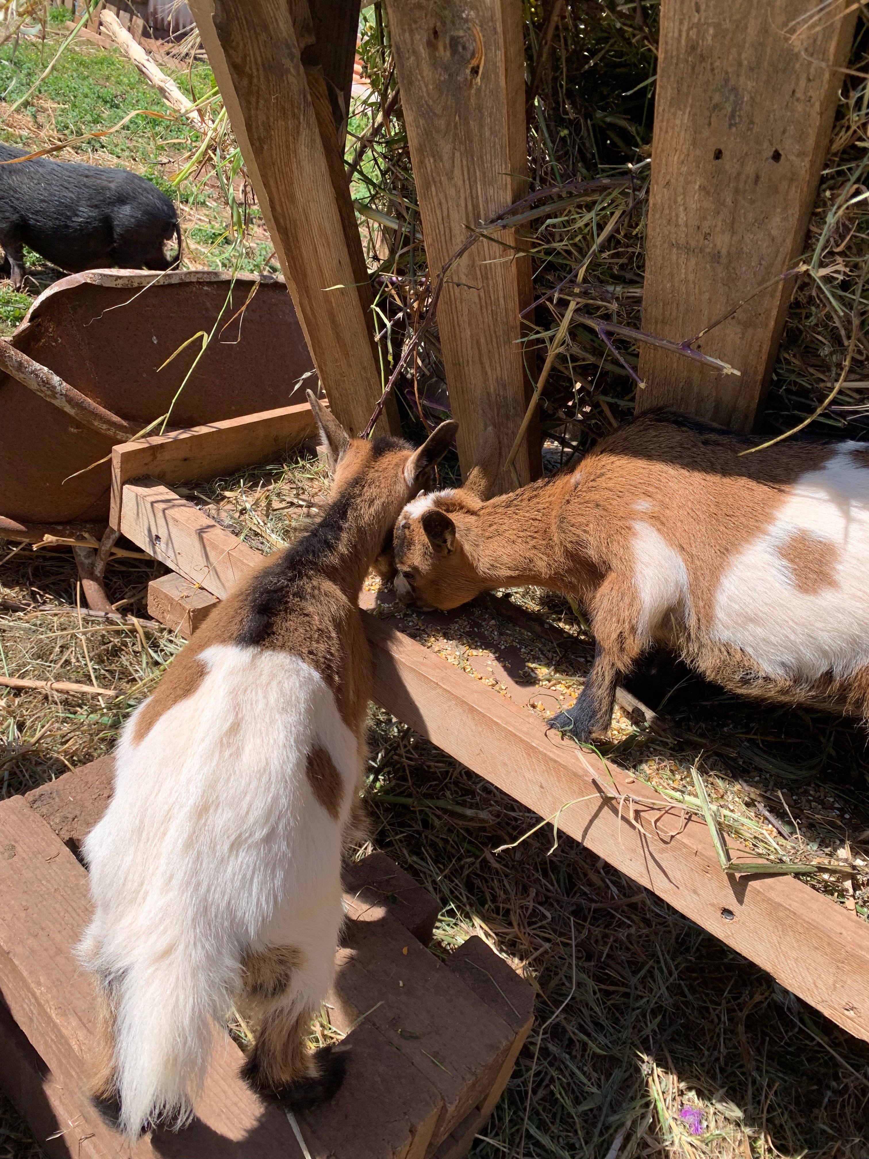 cabras anas femeas