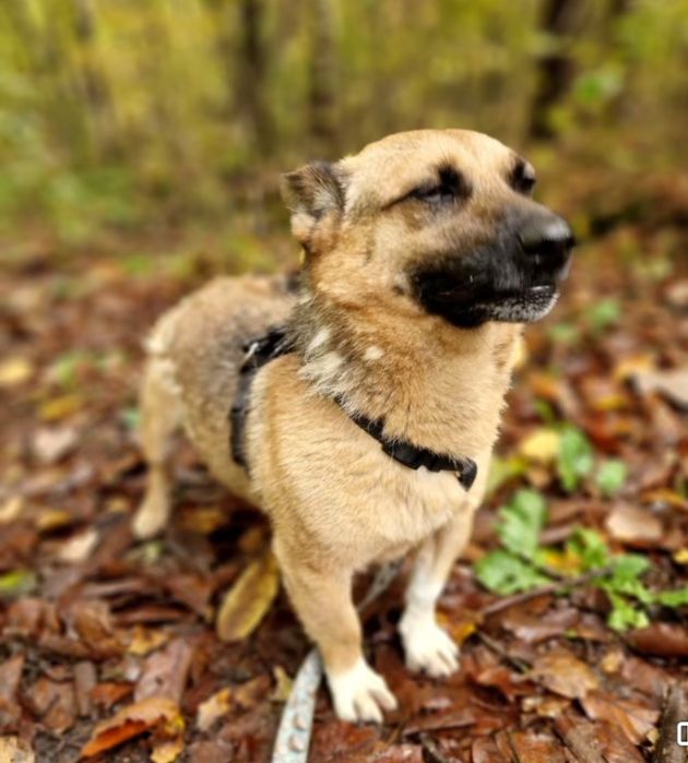 Mikro Funcik czeka na dom