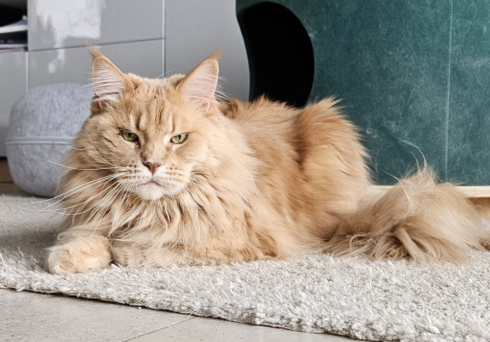 Kotka Maine Coon