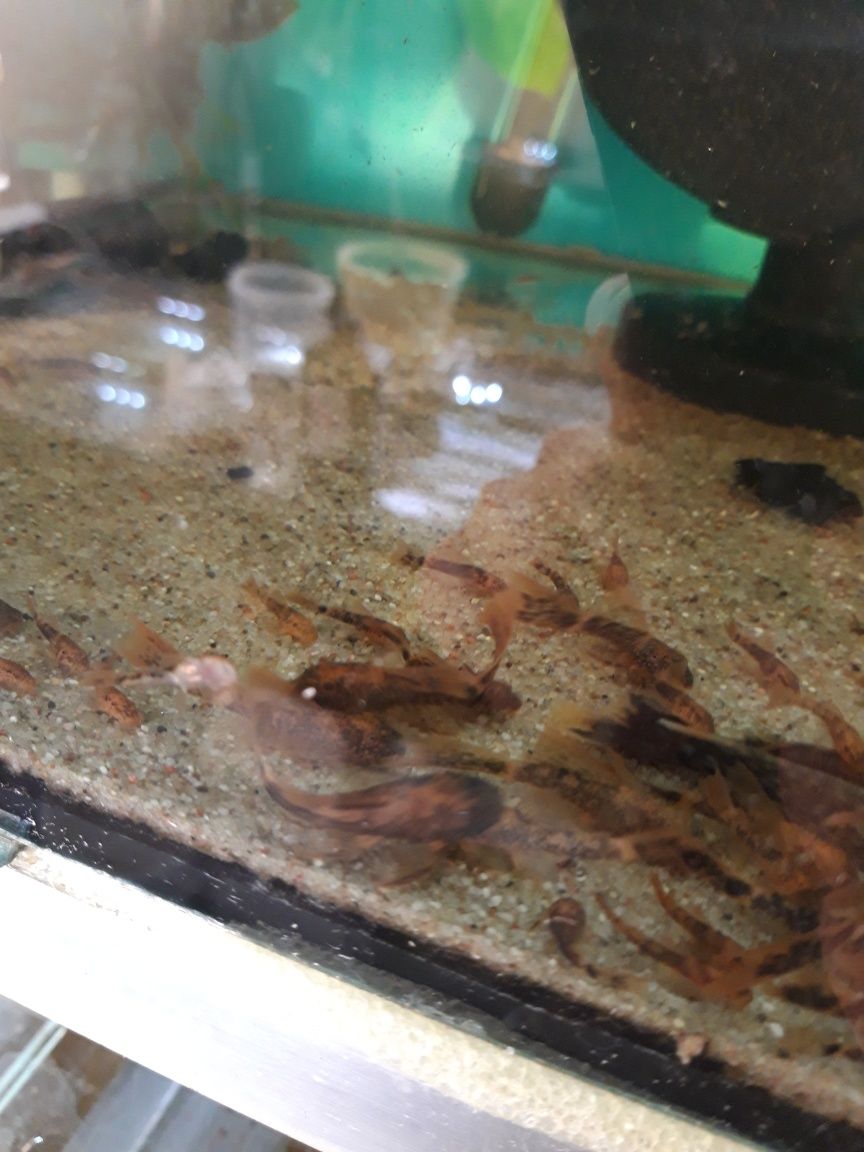 Ancistrus calico caliko lda16 welonowe zbrojnik glonojad