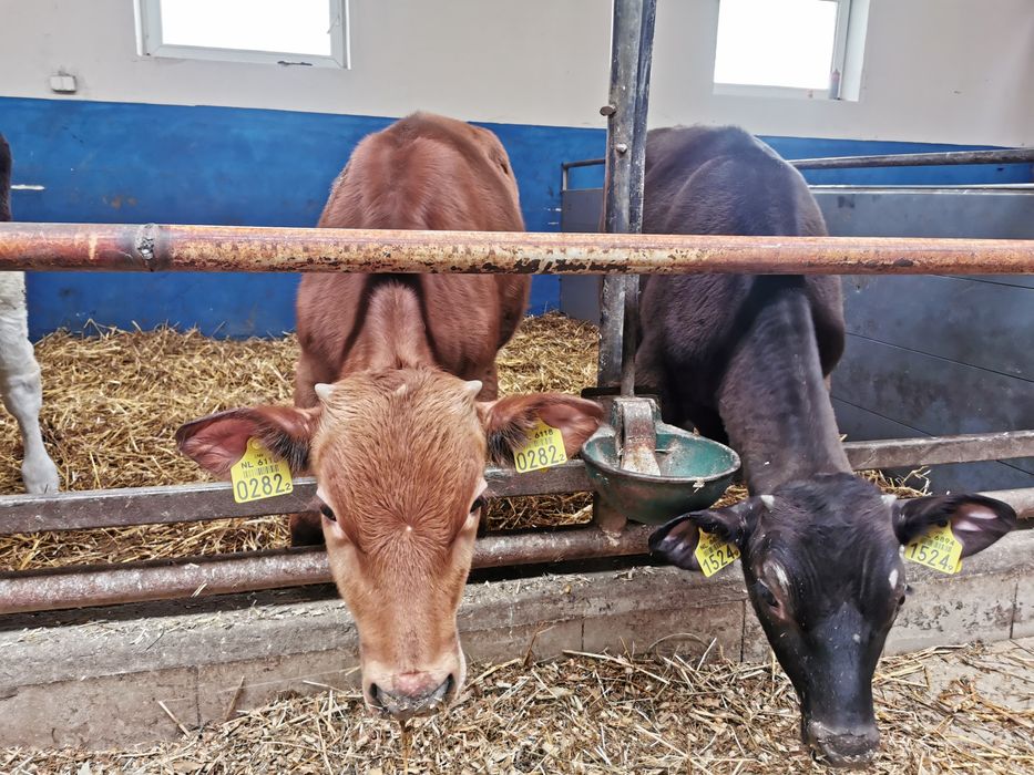 Odsadki mięsne zarlaki Byczki