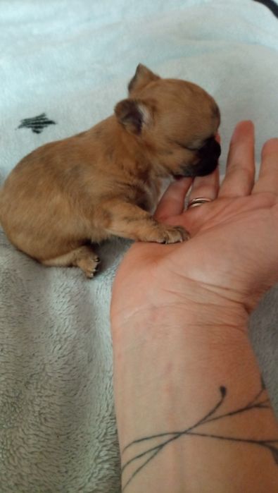 Продам міні чіхуахуа