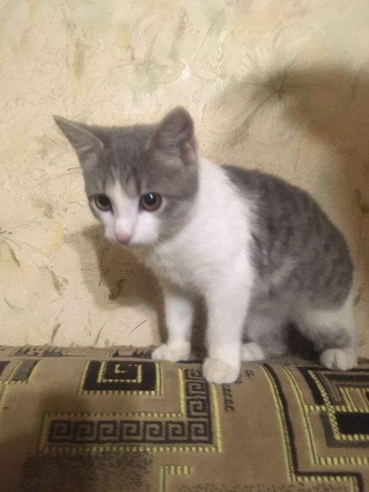 Віддам в хороші руки кошеня