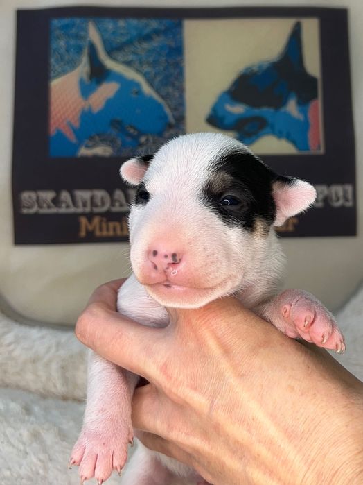 Bullterrier miniaturowy, bulterier miniaturowy