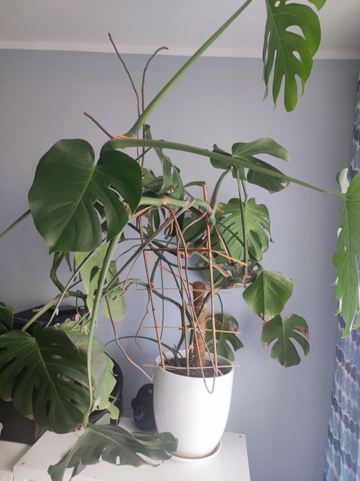 Monstera kwiat doniczkowy