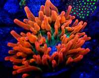 Ukwiał Entacmaea quadricolor Rainbow.  Koralowiec . Akwarium m