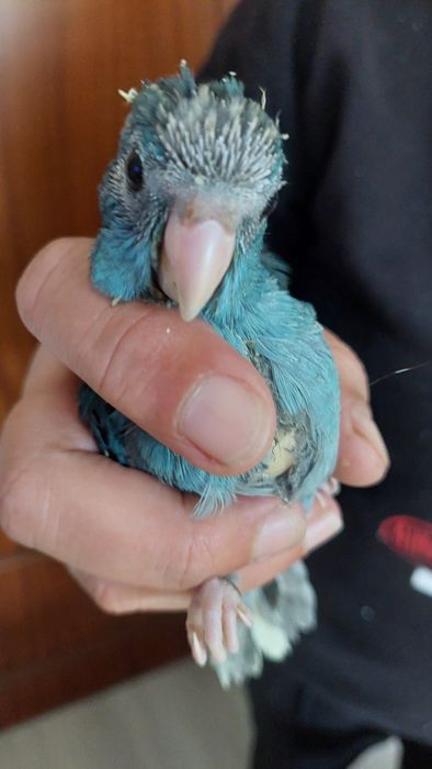 Kakariki Macho 2 Meses