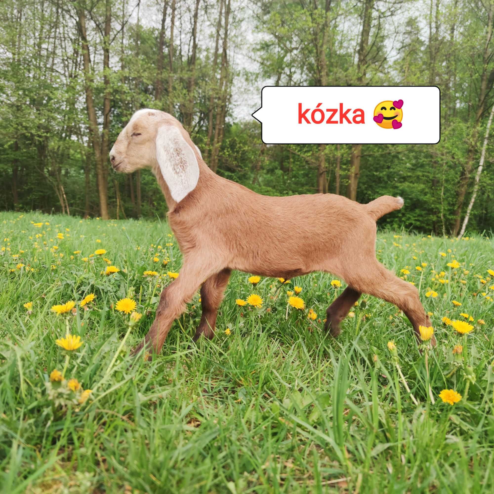 Koza anglonubijska 100% z rodowodem PSHKA , kózka rodzice NOG