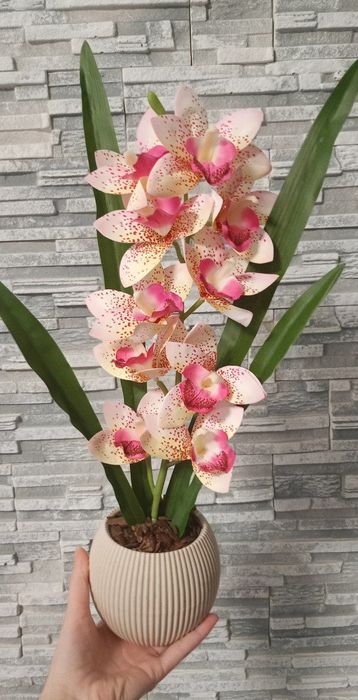 Орхідея декоративна