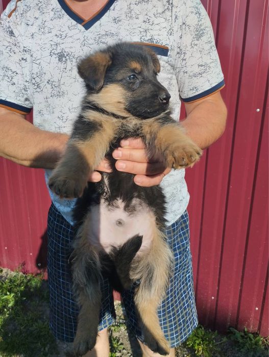 Продам щенят Німецької вівчарки