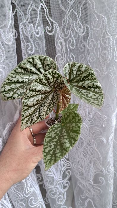 Бегонія Snow Cap