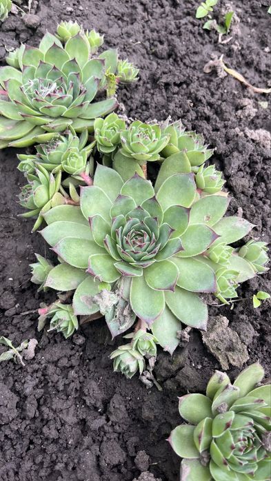 Камʼяна  троянда/молодило