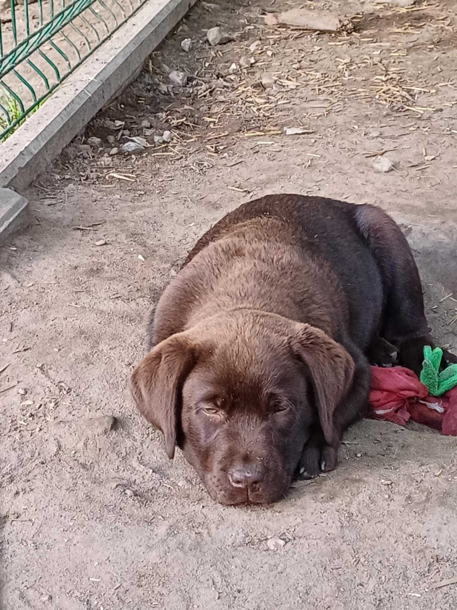 Labrador Retriever kolor czekoladowy