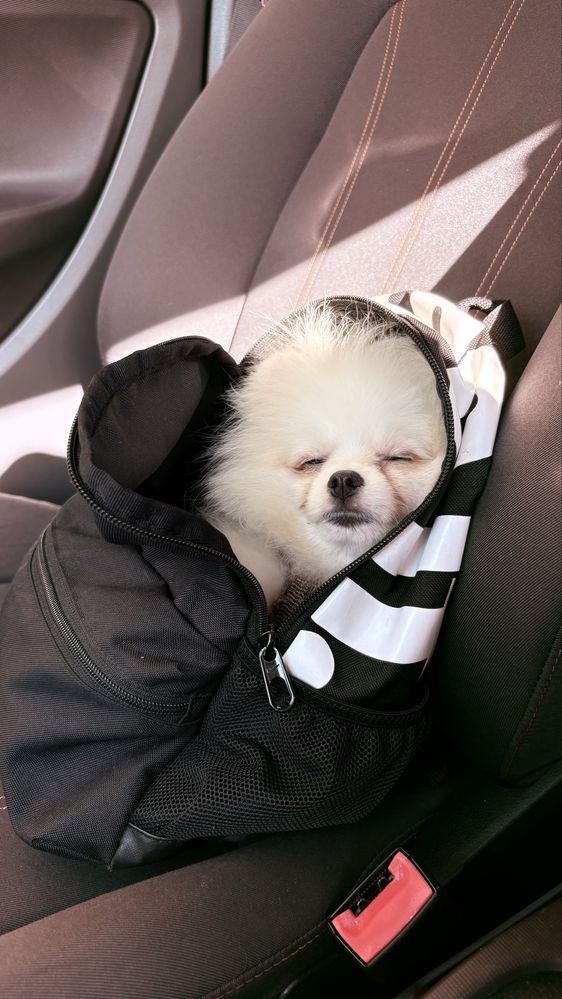 Lulu da Pomerânia Anão / spitz