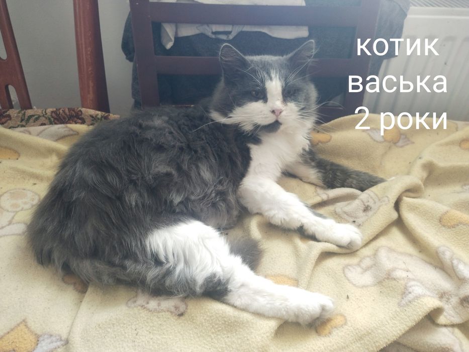 Стерелізовані, в хороші руки