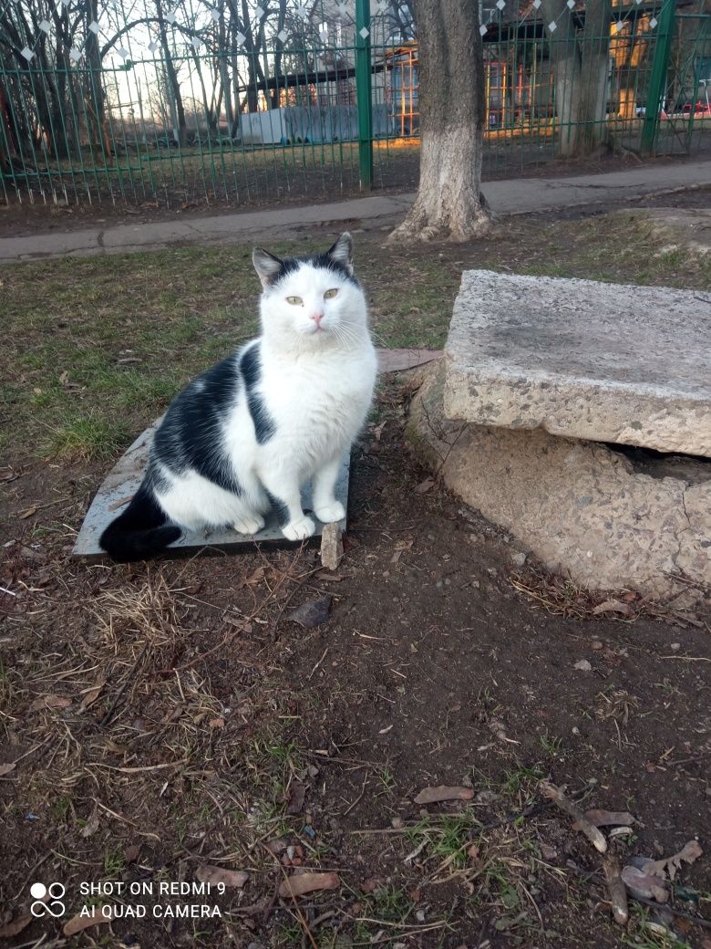 Молодий кіт в пошуках сім'ї