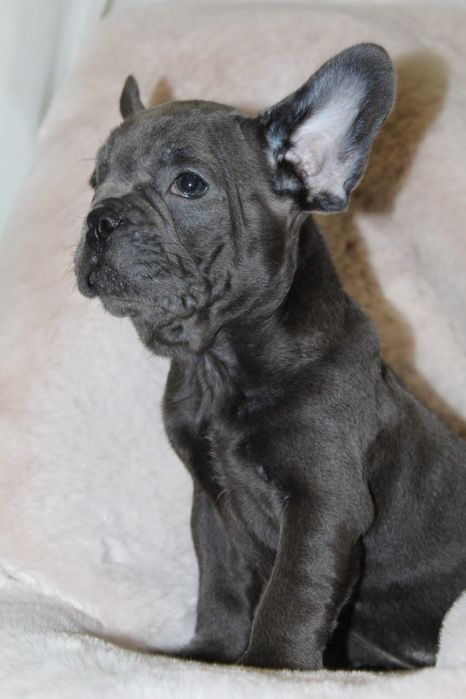 Французики генні карапузики