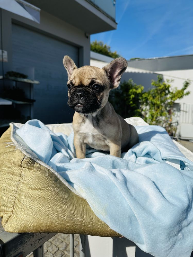 Bulldog Frances  menina linda