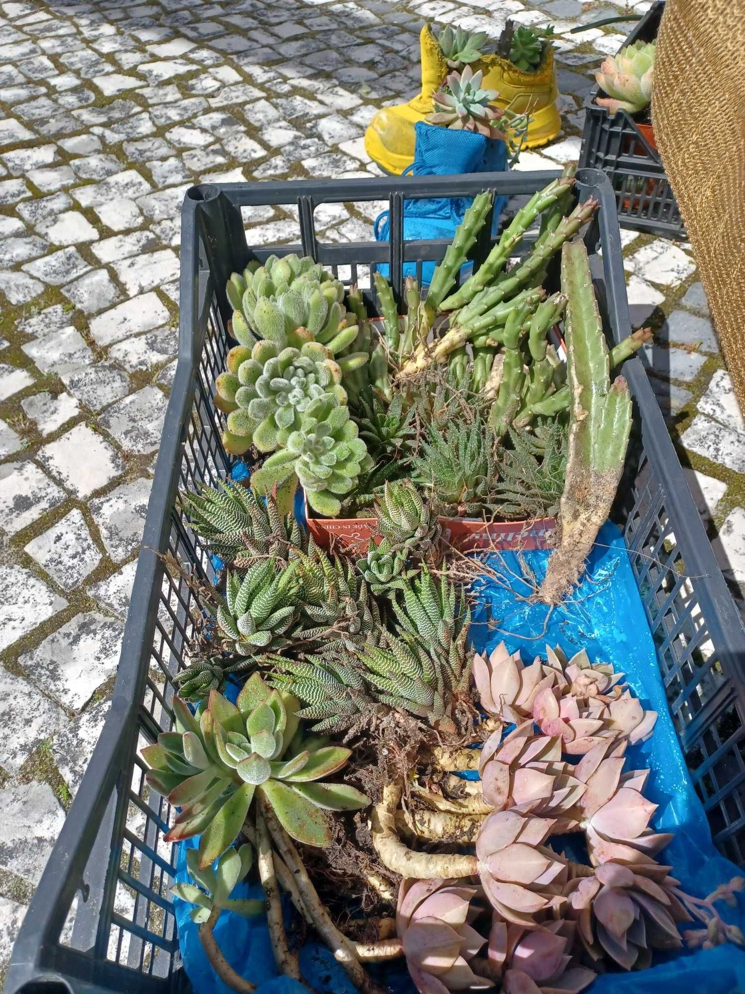 Vendo suculentas enraizadas em vaso ou sem vaso.