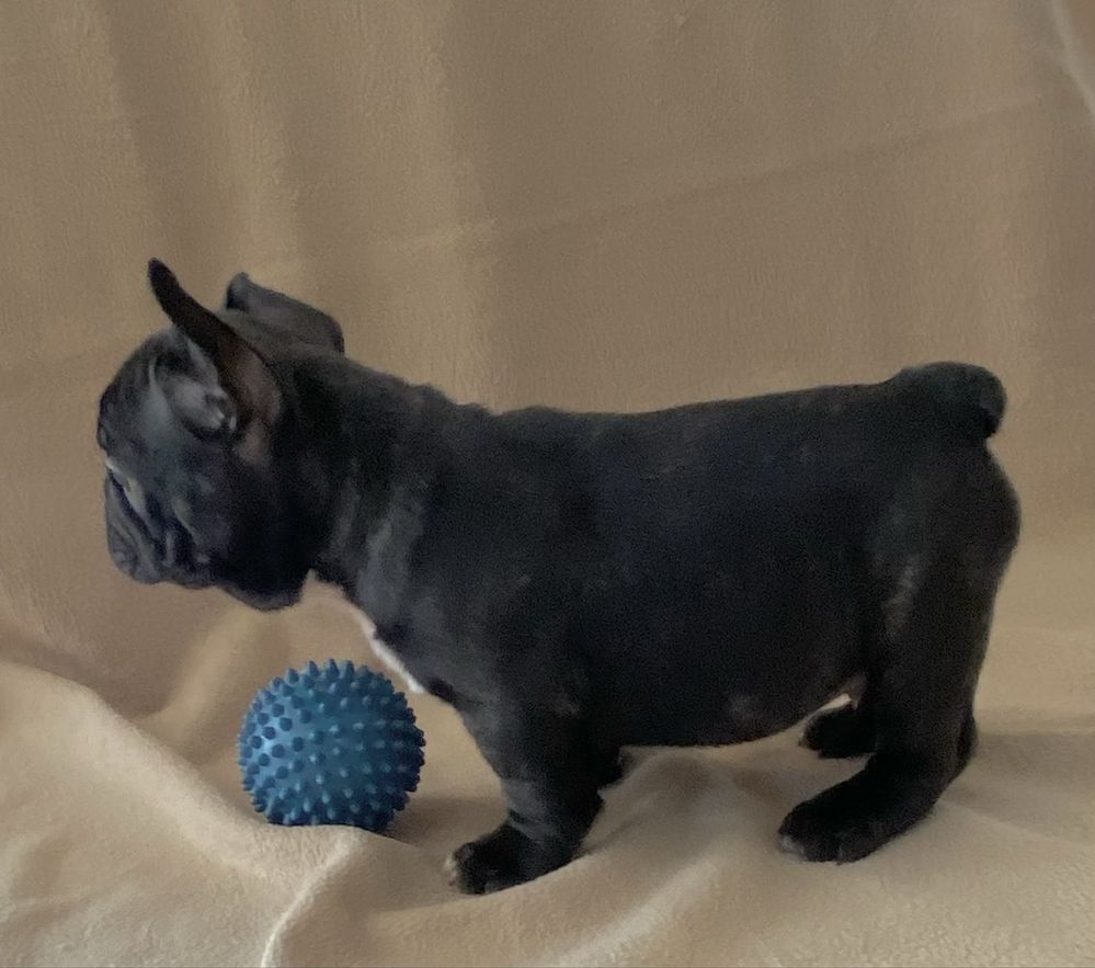 Buldog Francuski, piesek