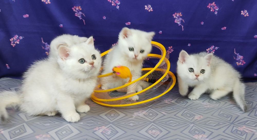 Кошенята шотландські прямовухі