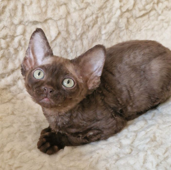 Devon rex piękny maluszek