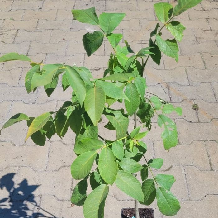 Orzech włoski roślina oddam sprzedam wymienię