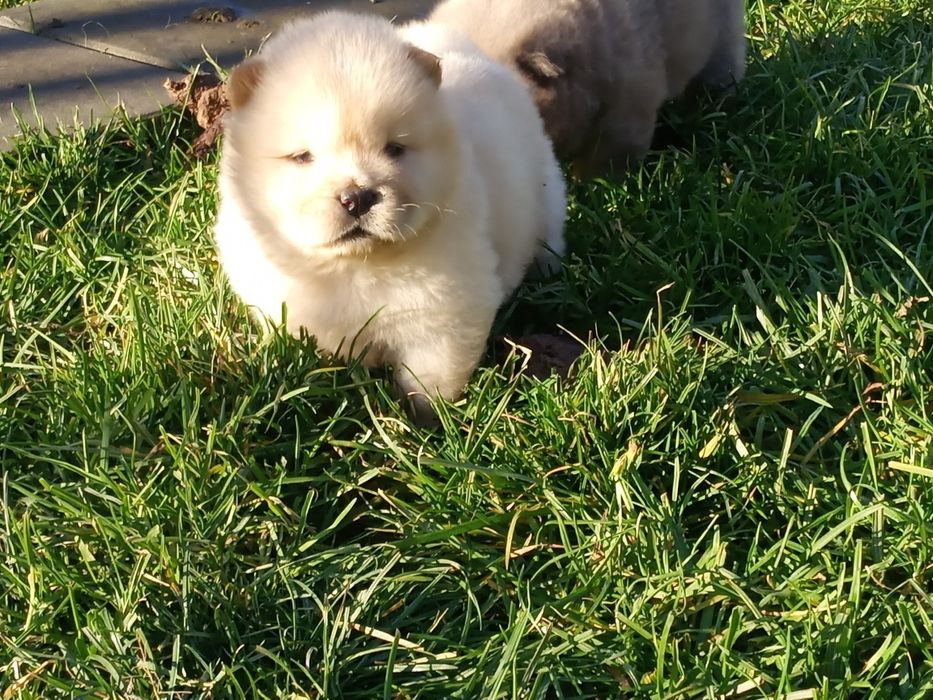 Chow Chow suczka Cream