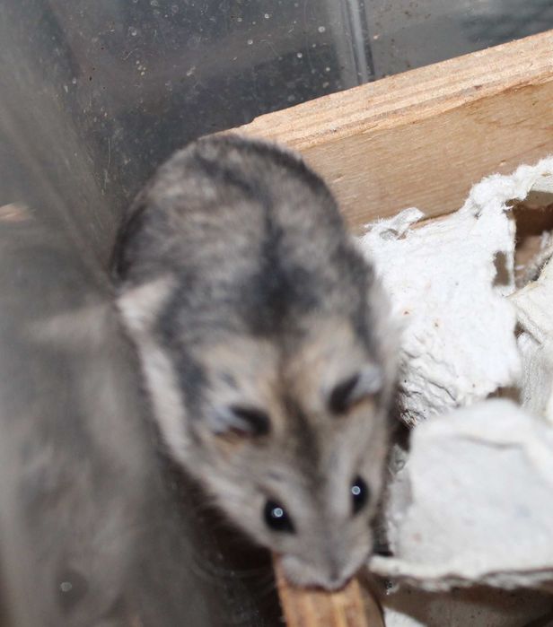 Маленький хом'як (джунгарик)