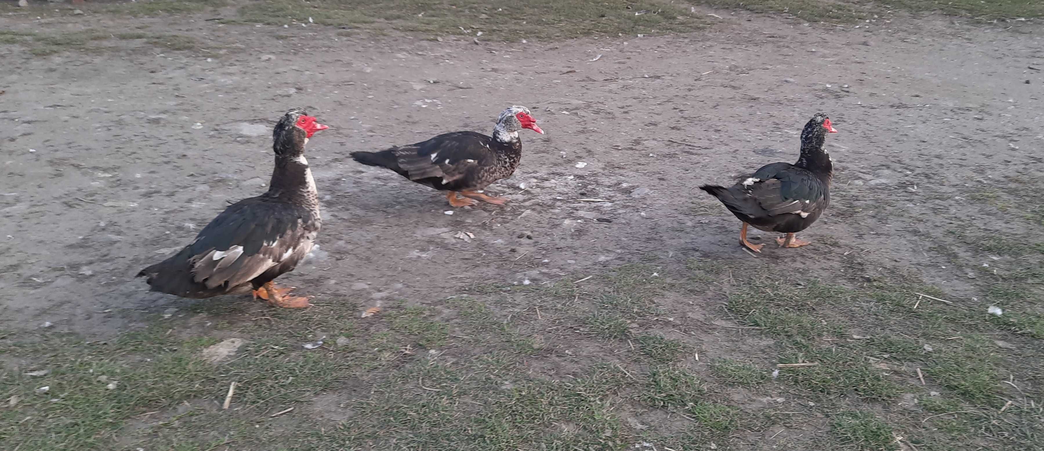 Sprzedam kaczki i kaczory – ekologiczne, wolny wybieg