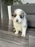 Border Collie Pies Blue Merle tricolor