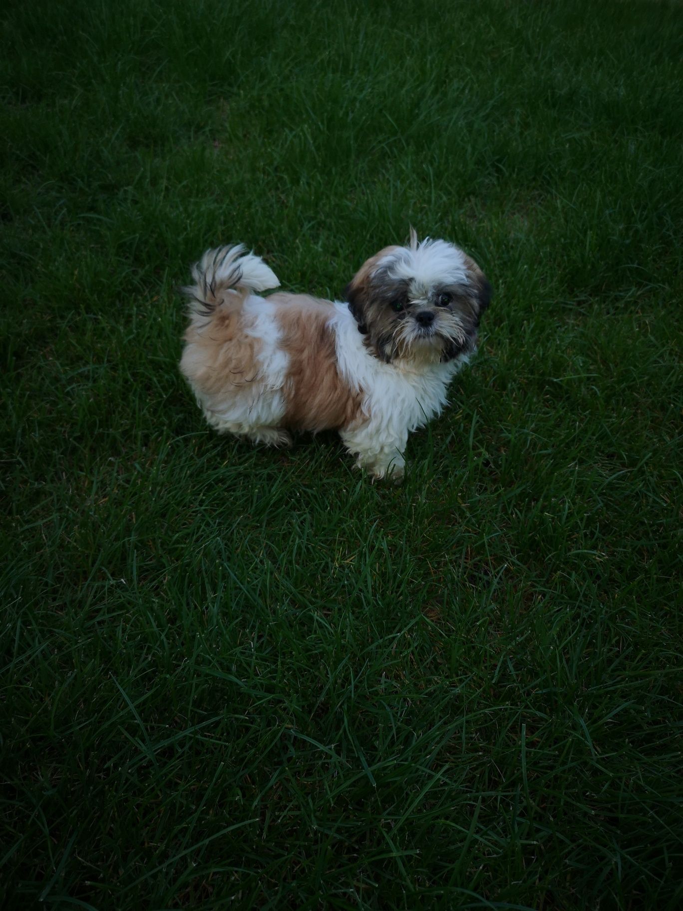Shih tzu MINI drobnej budowy tricolor chip paszport