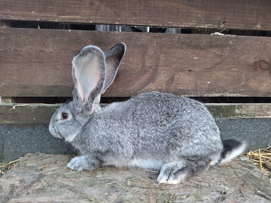 Króliki nowozelandzkie oraz belgiskie olbrzymy szynszylowe