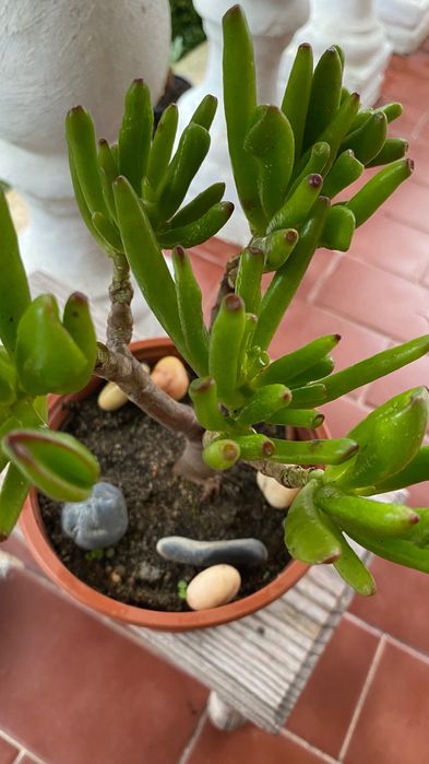 Vendo suculenta tipo bonsai