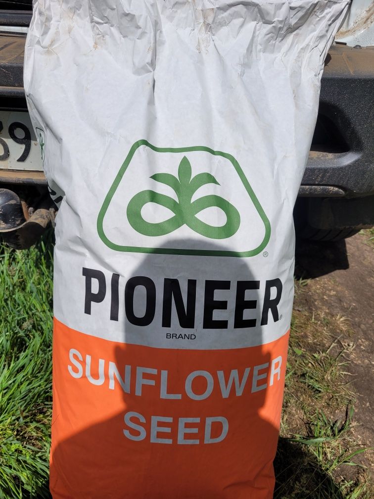 Продаю насіння соняшника Pioneer