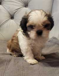 Shih tzu do odbioru