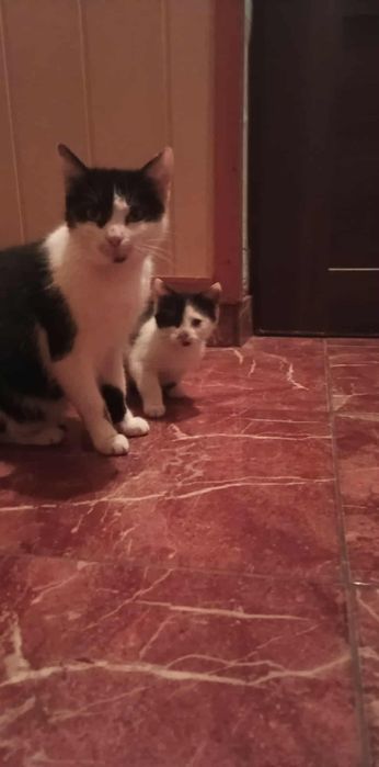 Oddam za darmo kotkę!