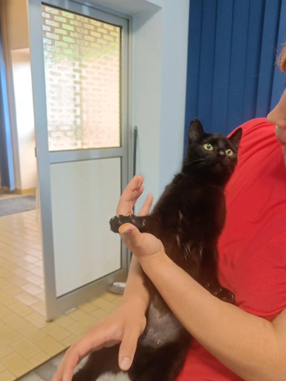 Piękna kotka do adopcji
